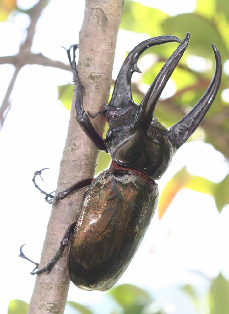 今日の昆虫80(Chalcosoma （chiron jassensi） caucasus） : 今日の昆虫