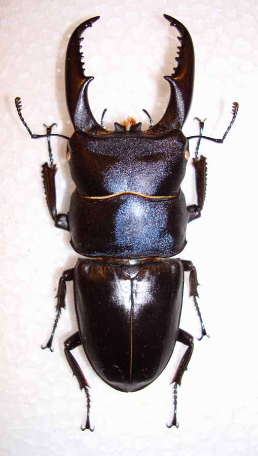 今日の昆虫28(Dorcus titanus platymelus form tiphoniformis