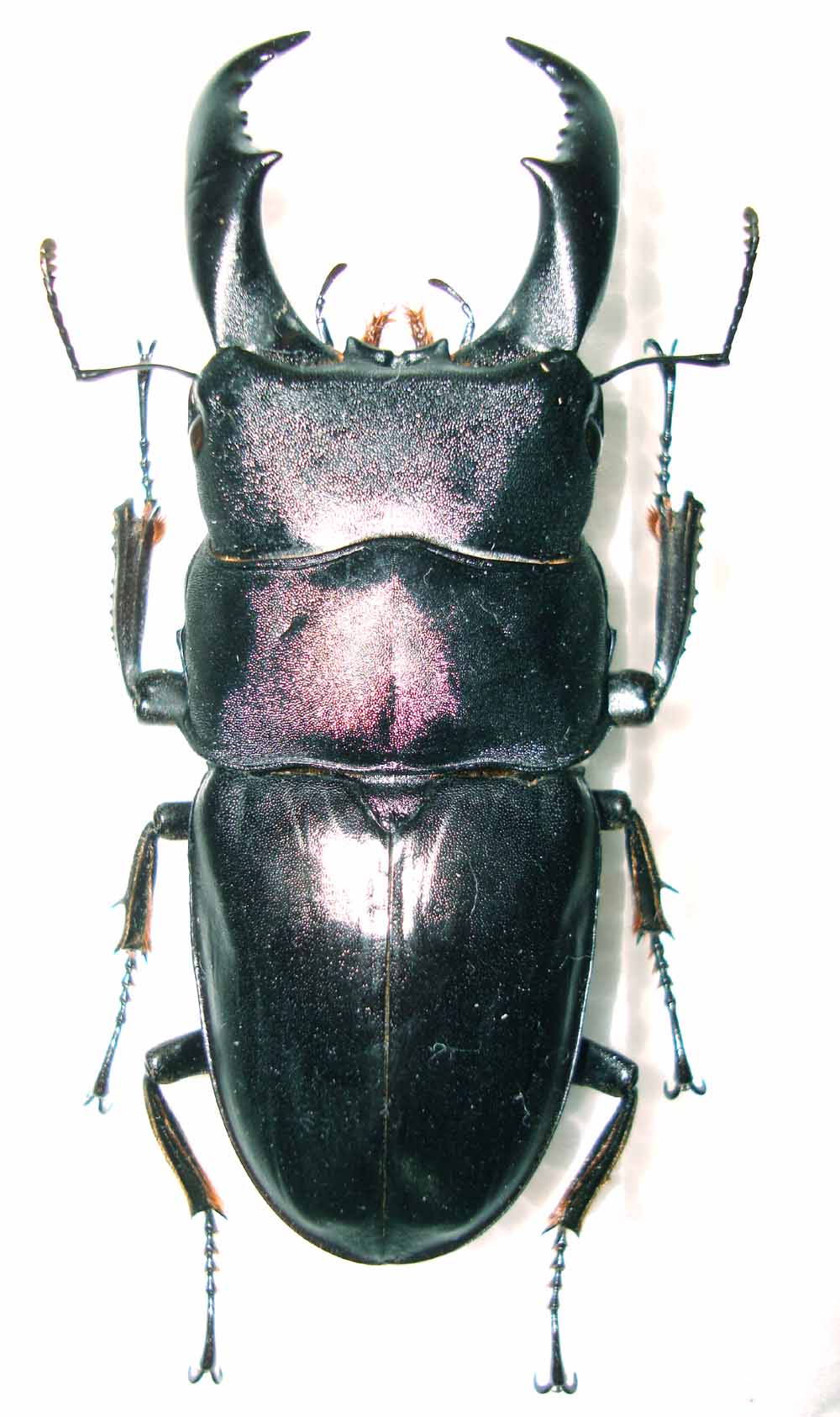 サキシマヒラタクワガタ 標本 サキシマヒラタクワガタ 標本