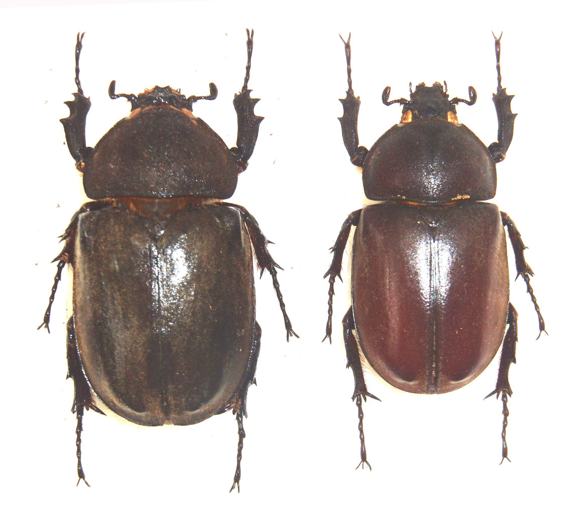今日の昆虫302 オキナワカブトとカブトムシ種子島産 今日の昆虫 今日の昆虫302 オキナワカブトとカブトムシ種子島産 今日の昆虫