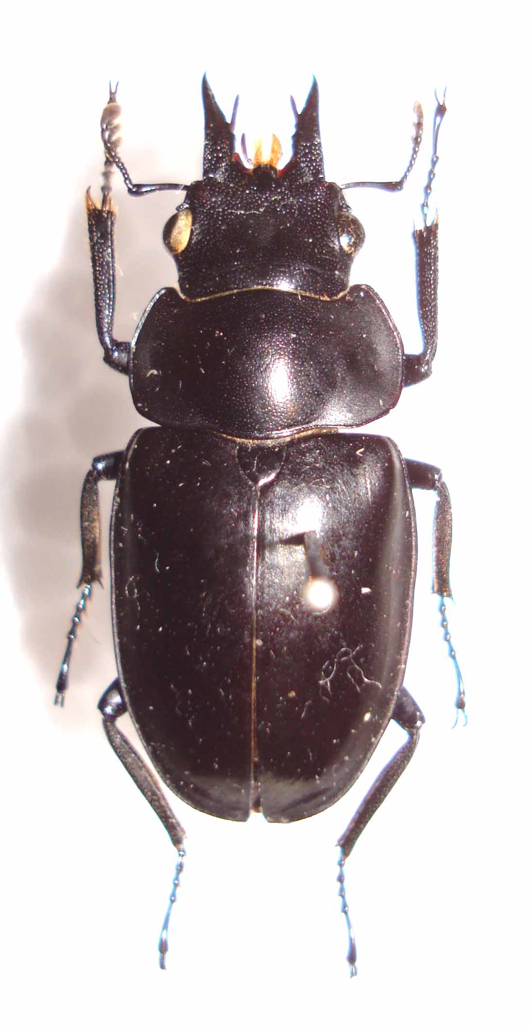 今日の昆虫119(Katsuraius ikedaorum) : 今日の昆虫