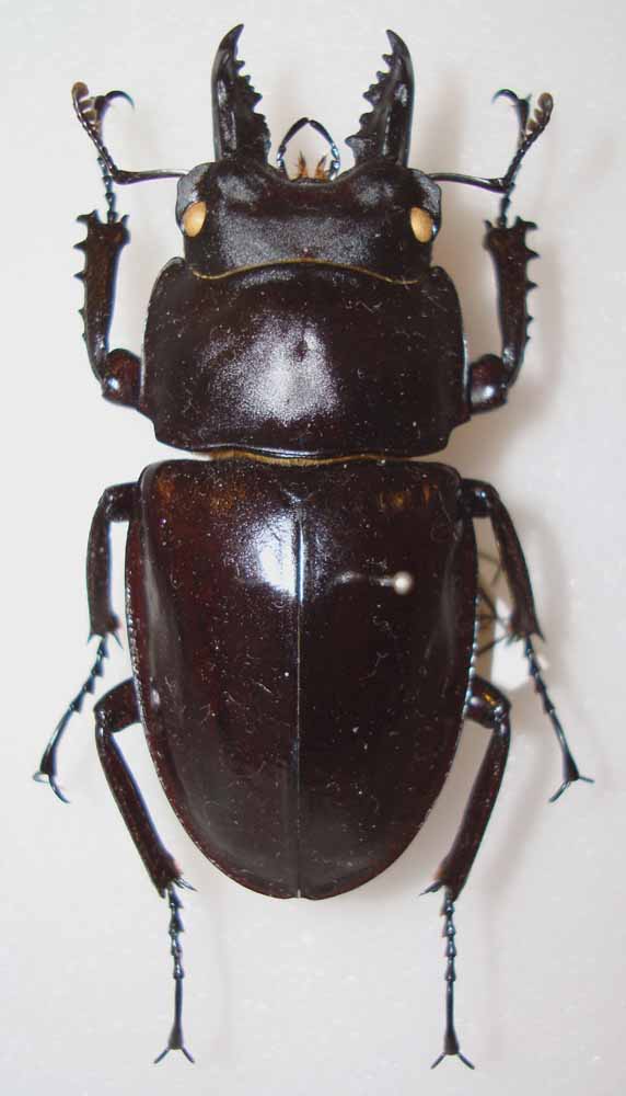 今日の昆虫56(Neolucanus progenetivus hamaii) : 今日の昆虫