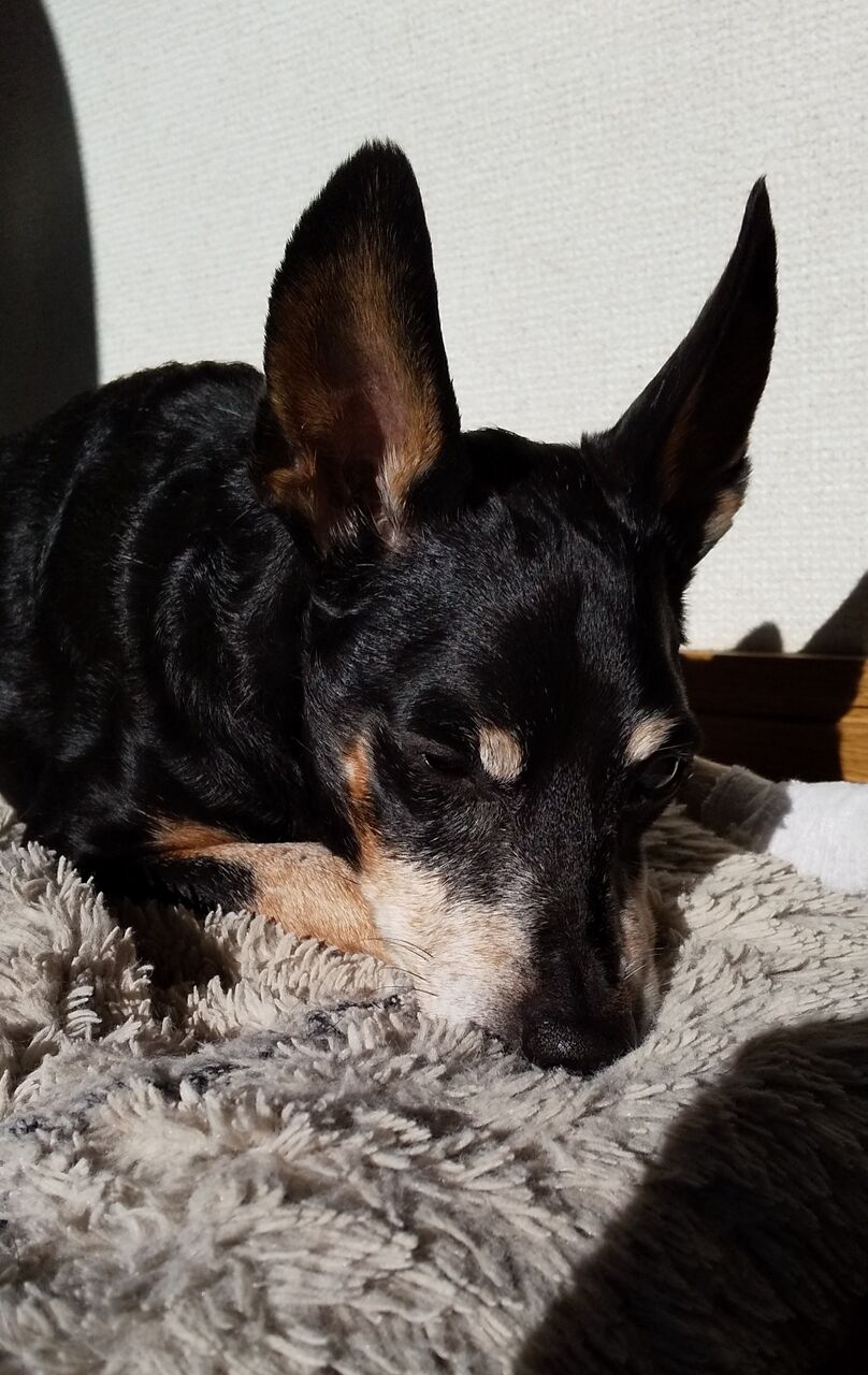 犬の日記 Stanのblog