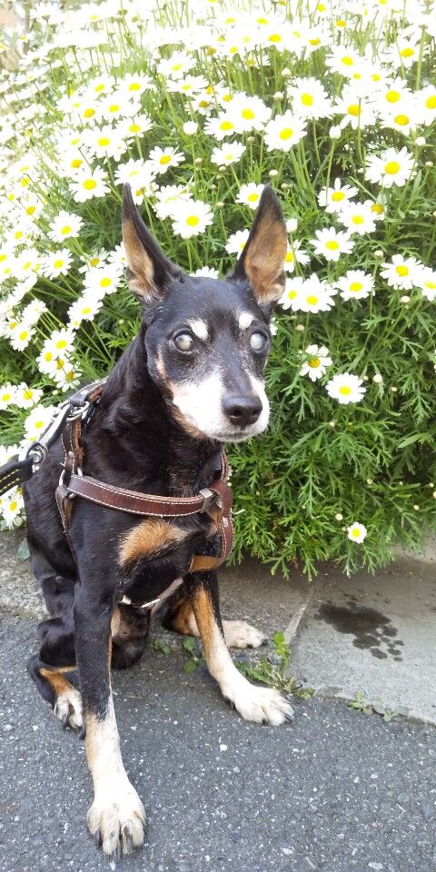 犬の糖尿病 Stanのblog 犬の糖尿病 Stanのblog