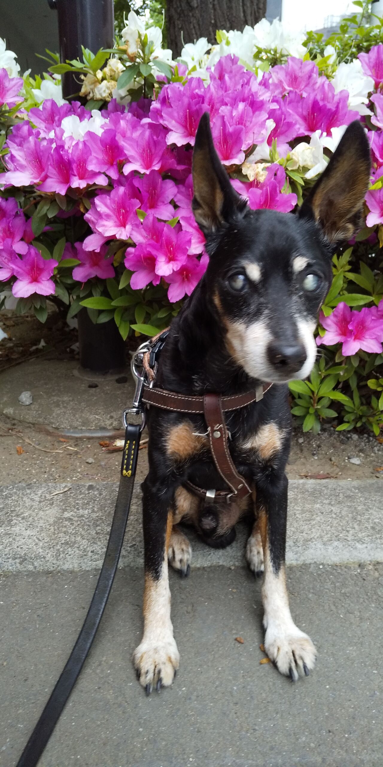 犬の糖尿病 Stanのblog 犬の糖尿病 Stanのblog