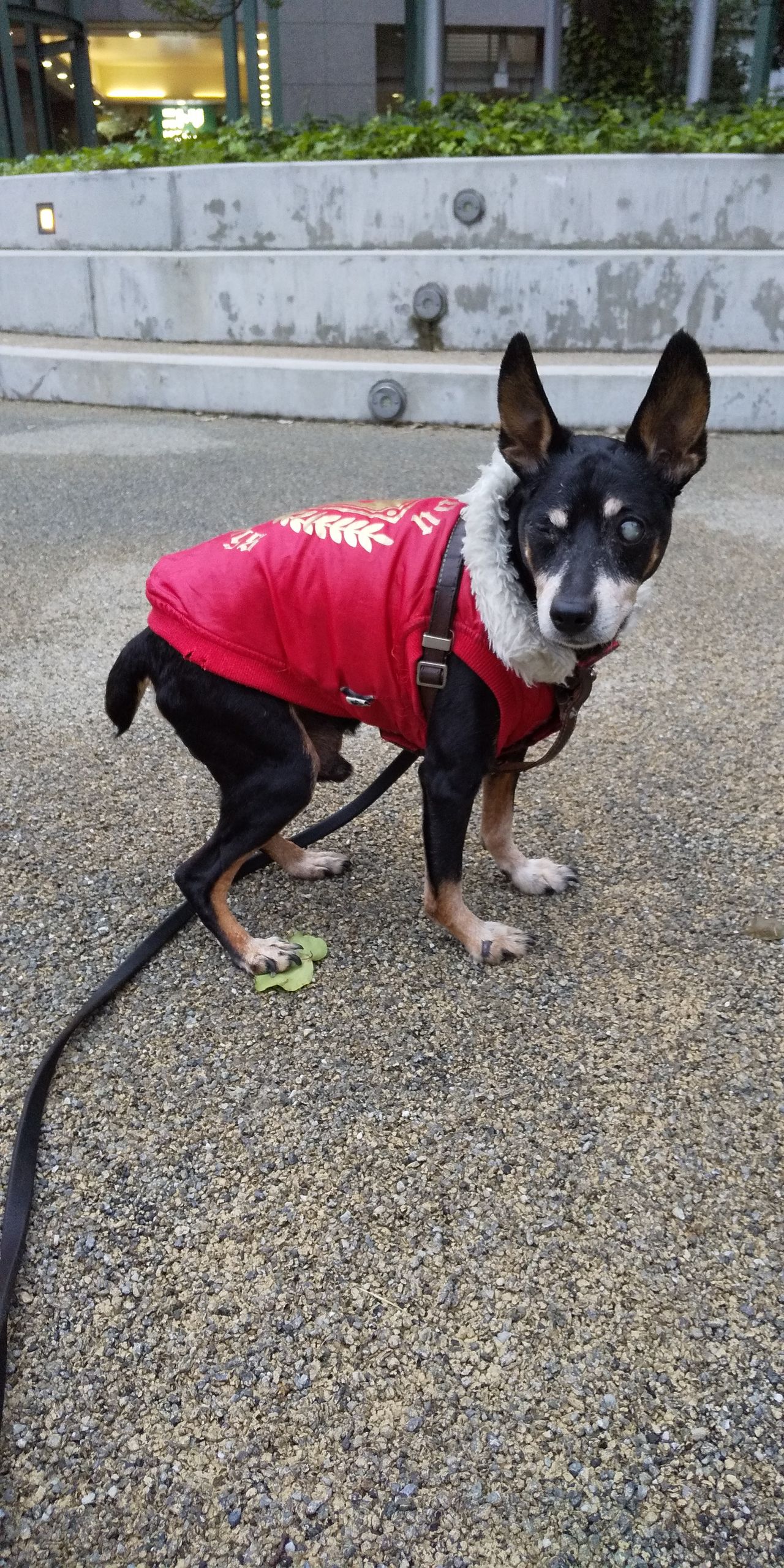 犬の糖尿病 Stanのblog 犬の糖尿病 Stanのblog