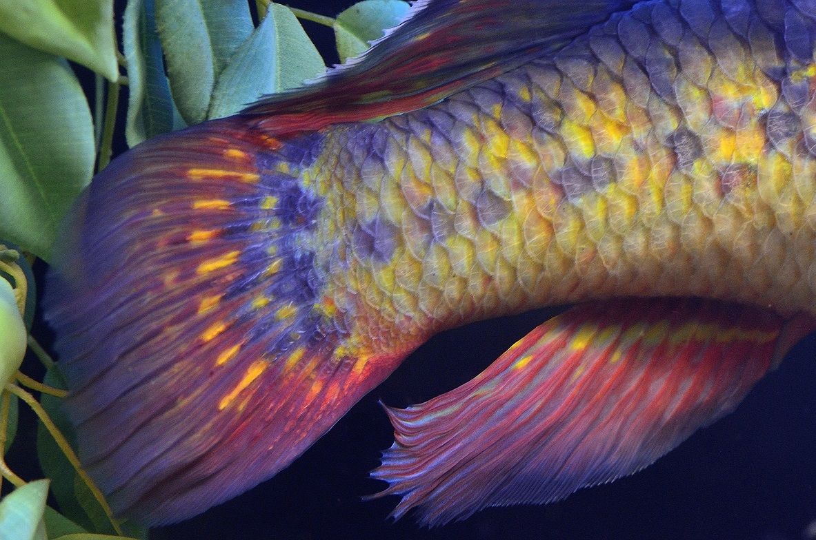 淡水熱帯魚 生物と自然の写真 By Seiichi Tanaka 淡水熱帯魚 生物と自然の写真 By Seiichi Tanaka