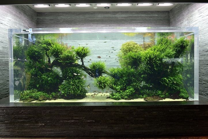 すみだ水族館 自然水景 入口のジャングル風水槽 生物と自然の写真 By Seiichi Tanaka