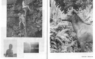 BOOK】Peter Sutherland「SMOKE BATH」入荷 : スタンダードブックストア