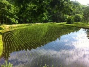 写真 2013-06-14 15 43 16 (314x235)