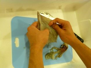 ほんとうの魚のはなし 029