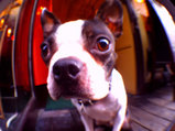 fisheye_sample_2