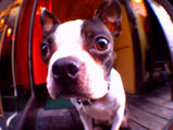 fisheye_sample_2