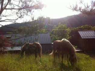 写真 2013-06-14 16 36 22 (314x235)