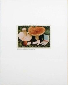 MUSHROOM