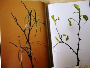 P1260674