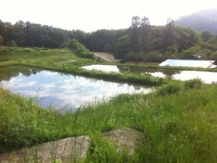 写真 2013-06-14 16 07 23 (314x235)