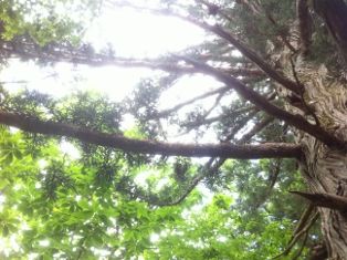 写真 2013-06-14 14 29 42 (314x235)