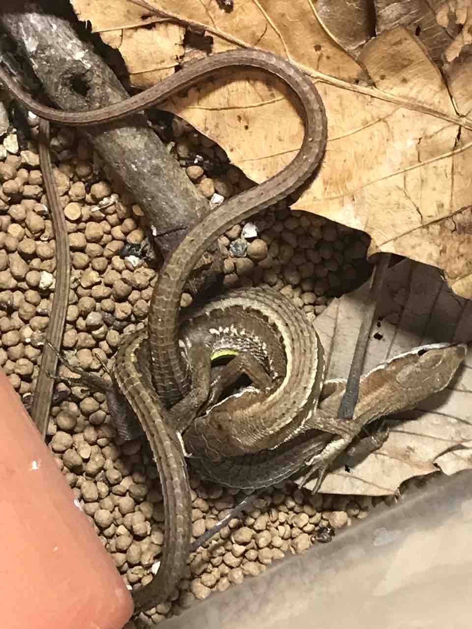 わが家のカナヘビがっ 虫好きママの日常