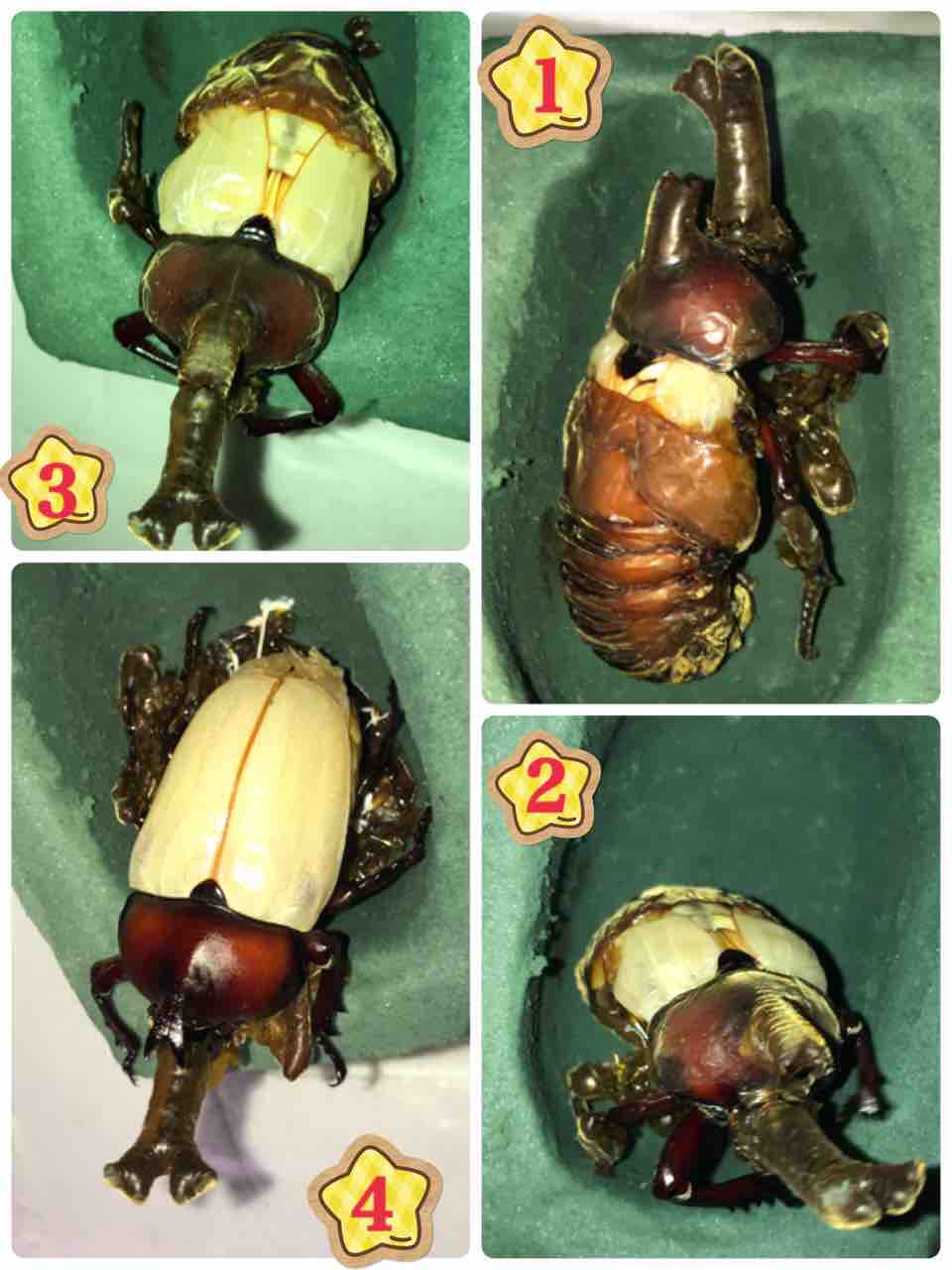 カブトムシの羽化 虫好きママの日常