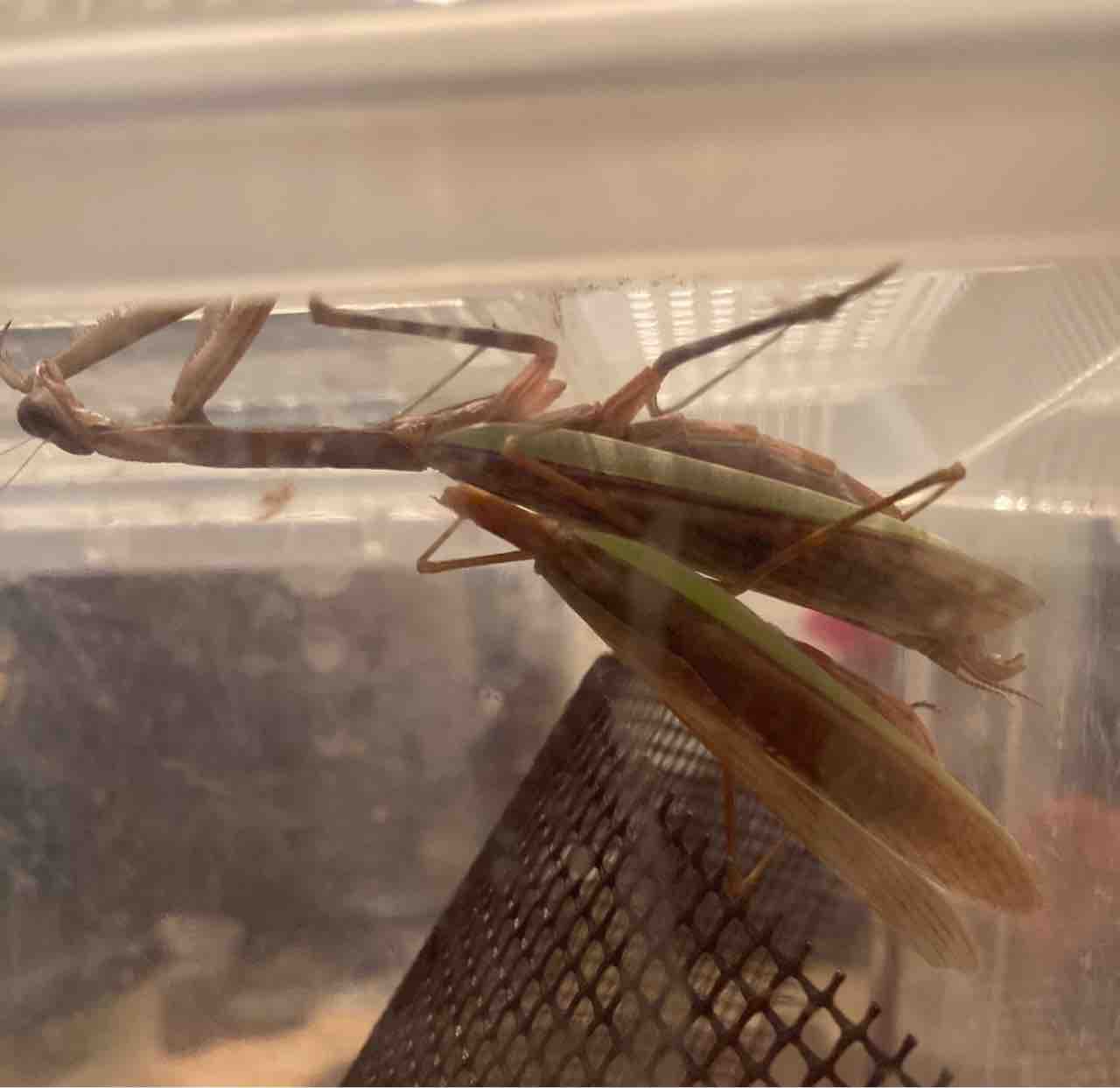 カマキリ交尾 虫好きママの日常 カマキリ交尾 虫好きママの日常
