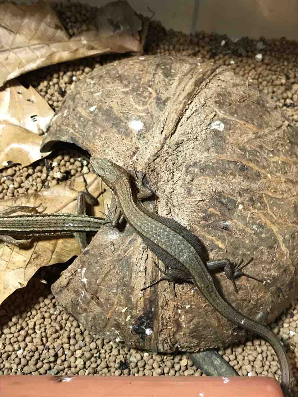 ついにカナヘビが産卵 虫好きママの日常 ついにカナヘビが産卵 虫好きママの日常