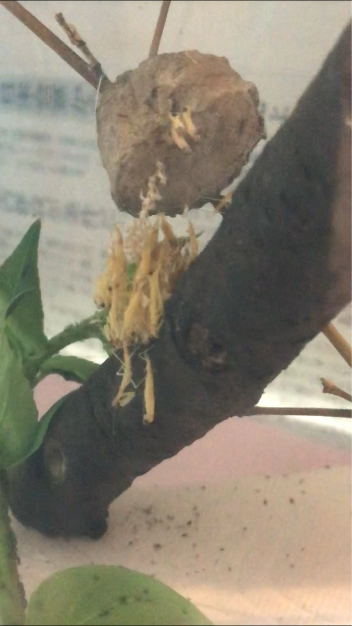 カマキリ赤ちゃん 虫好きママの日常