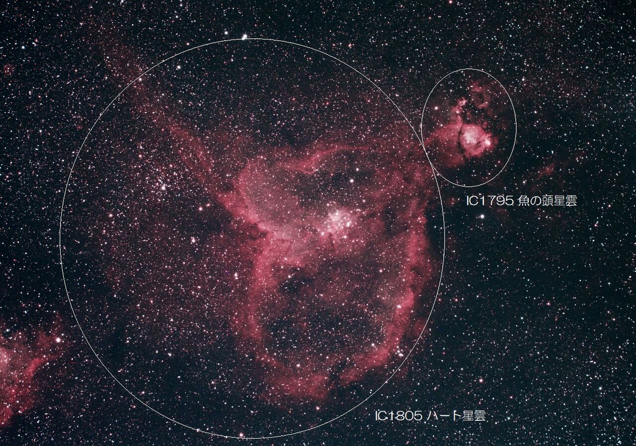 ハート星雲 IC1805、魚の頭星雲 IC1795（散光星雲－カシオペア座