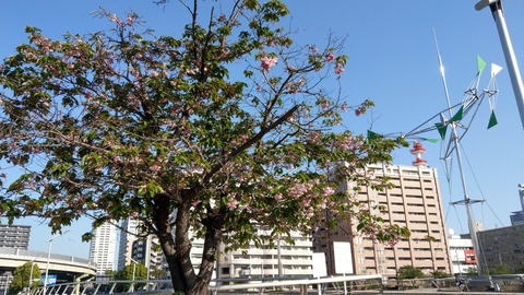 IMAG6239