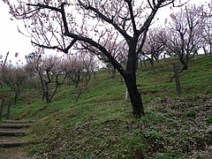 ���ԡ����߱ࡡIMGP0079