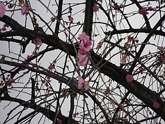 ���ԡ����߱ࡡIMGP0080