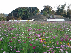 IMGP0316