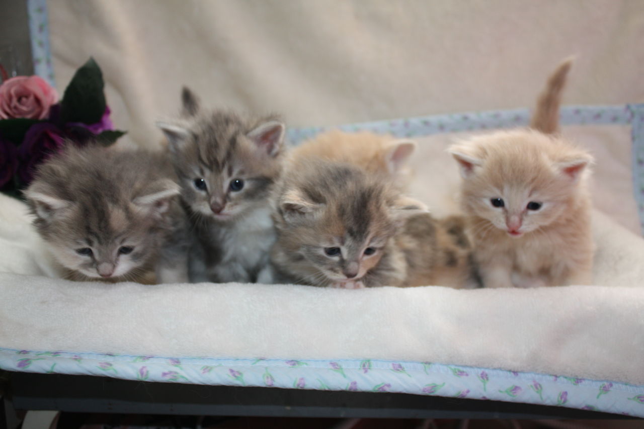 スコティッシュ ノルウェージャンフォレストキャット 可愛い子いっぱいの巻 Cattery Honeywood スコティッシュ ノルウェージャンフォレストキャット 可愛い子いっぱいの巻 Cattery Honeywood