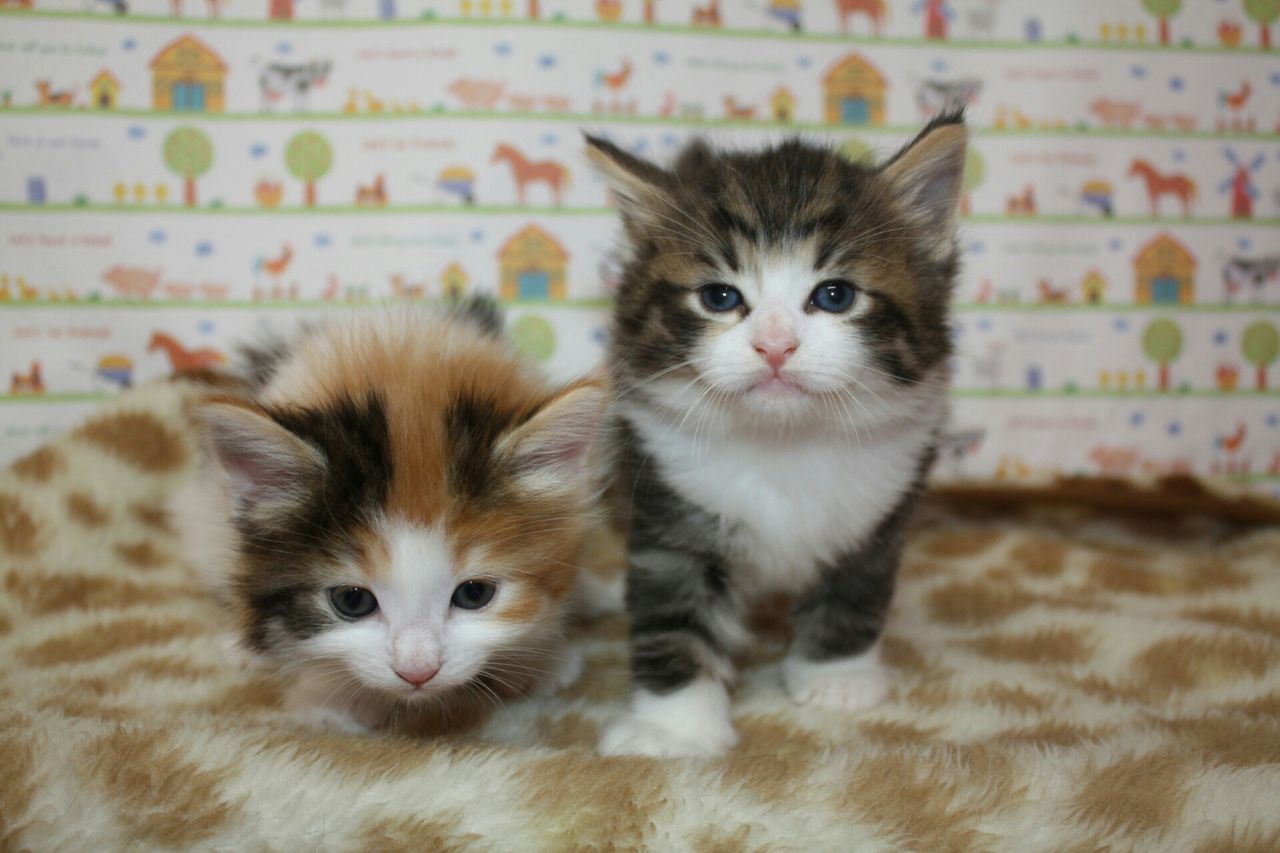 可愛い子猫ちゃんがいっぱいスタンバイ Cattery Honeywood 可愛い子猫ちゃんがいっぱいスタンバイ Cattery Honeywood