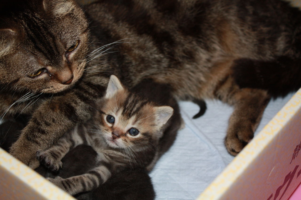 アメリカンショートヘアー 赤ちゃん大事アワビの子no３ Cattery Honeywood