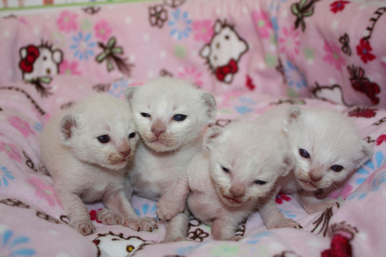 スターケネルの5月6月産まれの赤ちゃん猫特集 Cattery Honeywood スターケネルの5月6月産まれの赤ちゃん猫特集 Cattery Honeywood