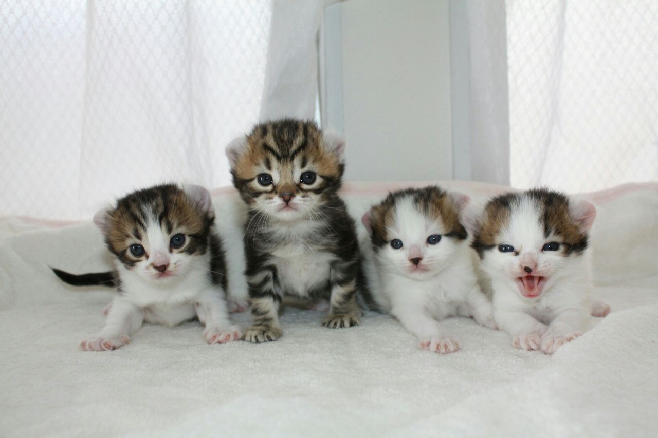 いっぱい産まれました 可愛いすぎてビックらしちゃうの巻219 3月号 Cattery Honeywood