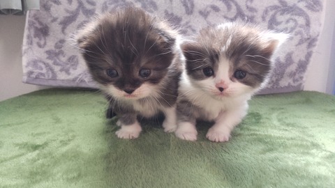 CENTER_0001_BURST20220310110327410_COVER