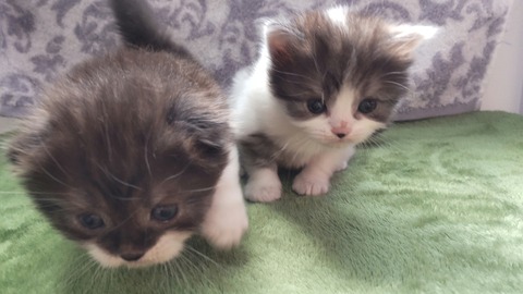 HORIZON_0002_BURST20220310110316607