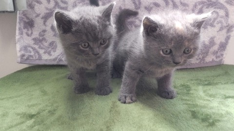 HORIZON_0002_BURST20220310110406681