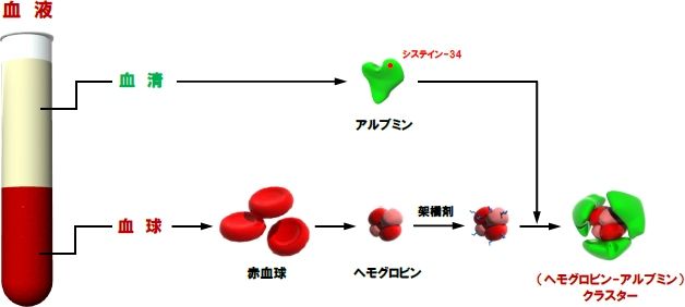 画像2。ヘモグロビン-アルブミン クラスターの合成方法の模式図。血液適合性は高く、生体は血清タンパク質として
