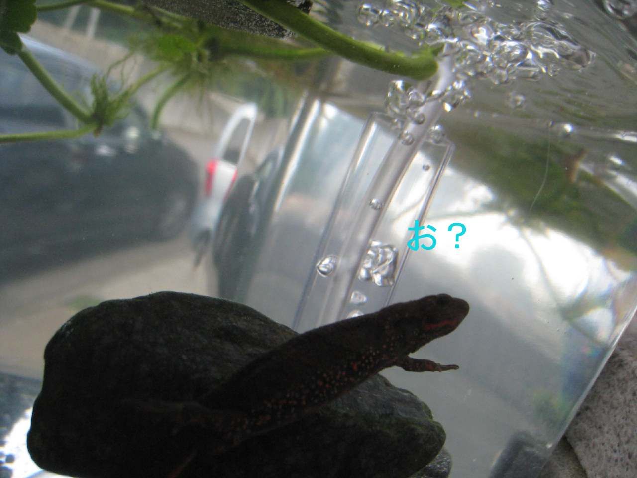 イモリ家 イモリ飼育 Clouds Rest 雲の上で