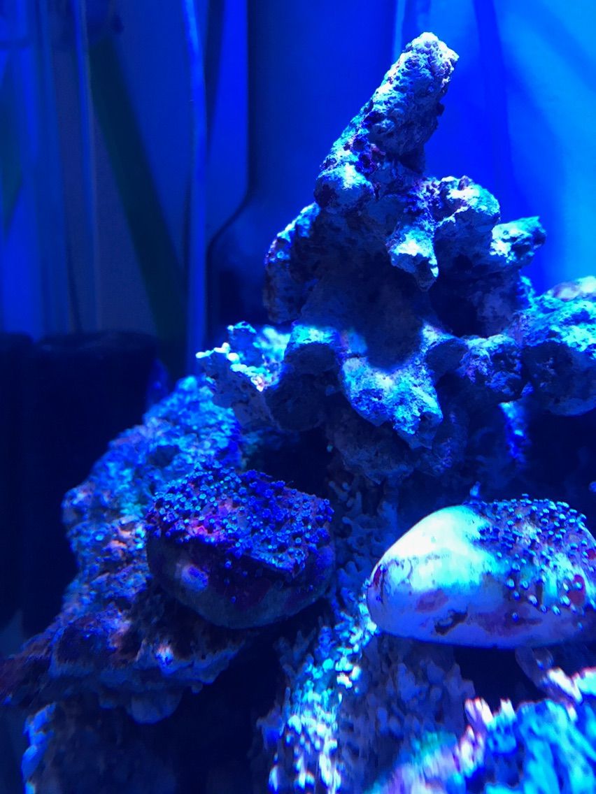 新しいメンバーが増えました 海水魚 サンゴ飼育
