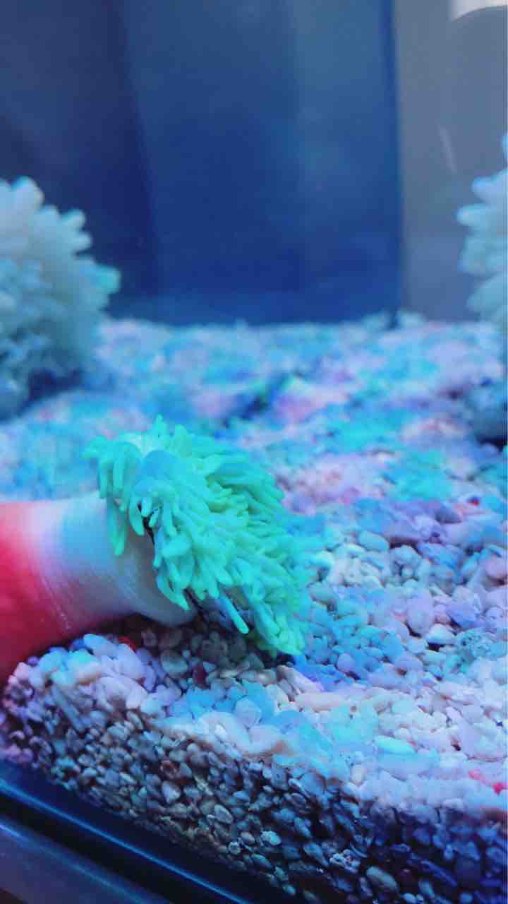 生体追加 海水魚 サンゴ飼育