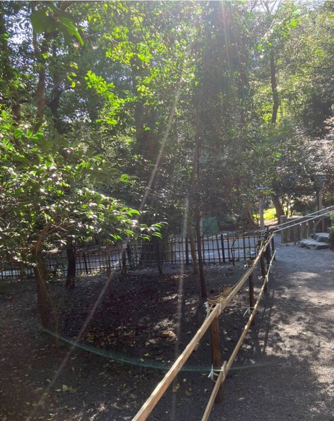 椿大社の後光の光