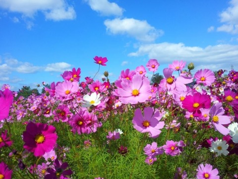 コスモス