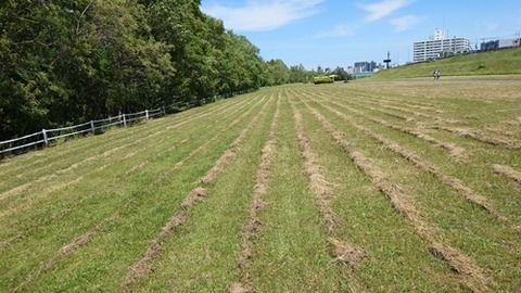 河川敷トレラン