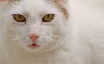 化け猫