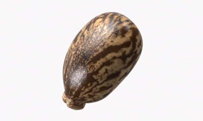 トウゴマ種