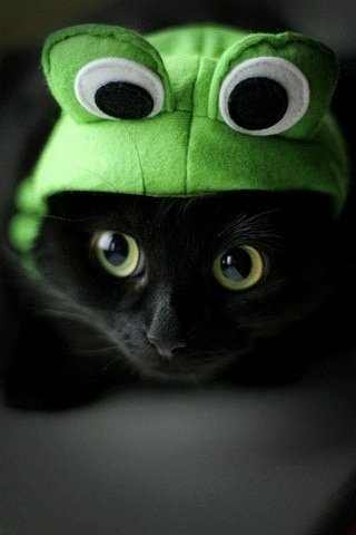 Iphone 壁紙まとめ 動物 植物その2 Start Phone Iphone 壁紙まとめ 動物 植物その2 Start Phone